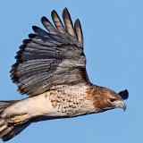 12SB1592 Red-tailed Hawk